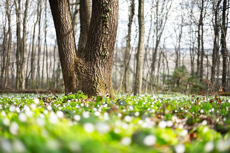 Beisetzungen in freier Natur